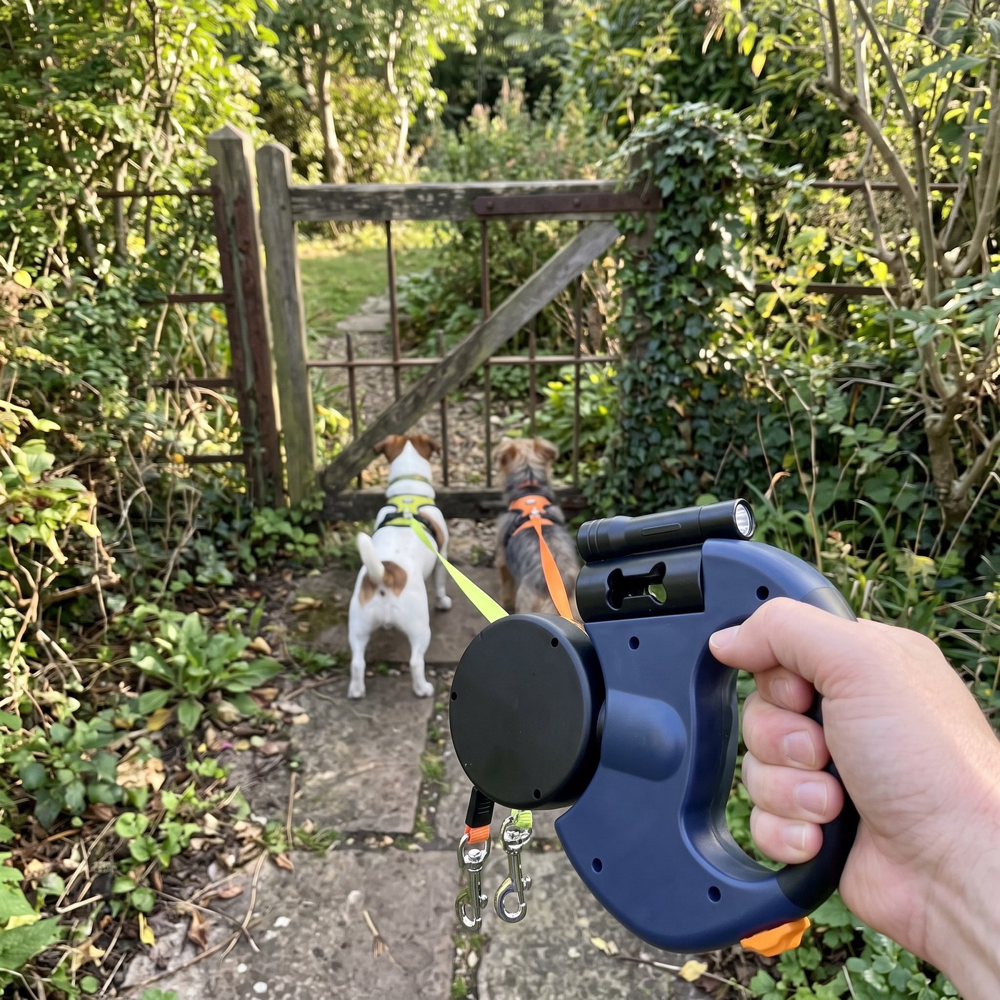 Rear-camera close view of hand holding the leash as two small dogs wait at a gar